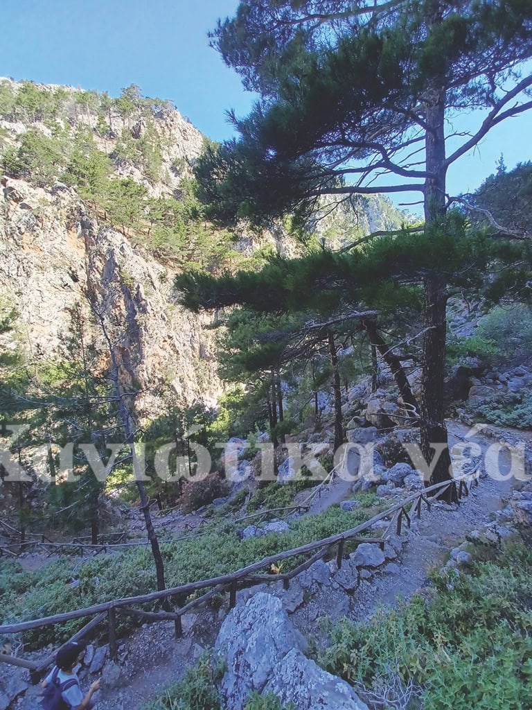 Agia Eirini Gorge (East Selino)